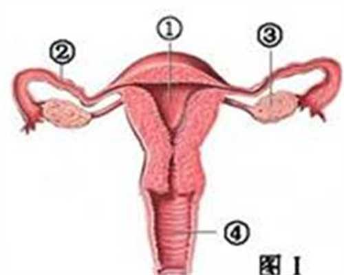 广州做试管婴儿的过程和步骤_广州哪里有代孕机