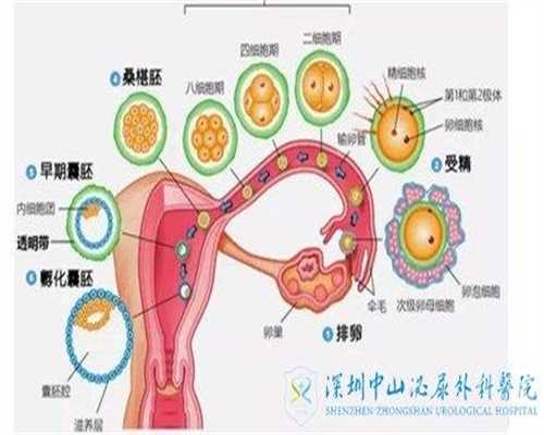 广州高鹰助孕试管婴儿什么时候去检查,代怀孕代