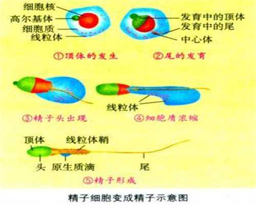 广州高鹰助孕试管婴儿流程需多久,代怀孕代孕妈