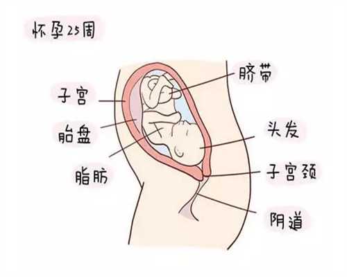 广州试管代生孩子费用是多少~广州aa69和精因宝贝