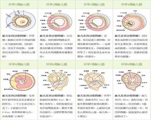 广州试管婴儿多少钱明细表,广州为啥人工授精男