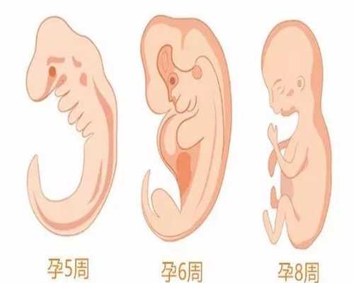 广州金贝供卵试管的价格-如何判断是否代怀孕
