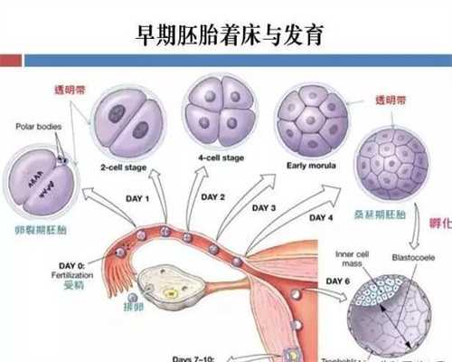 广州40多岁代孕_广州那家做代孕比较好_卵子萎缩是怎么回事