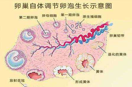 广州供卵选性别~广州哪个公立医院能供卵，【雌二醇低】别把女性雌二醇低的